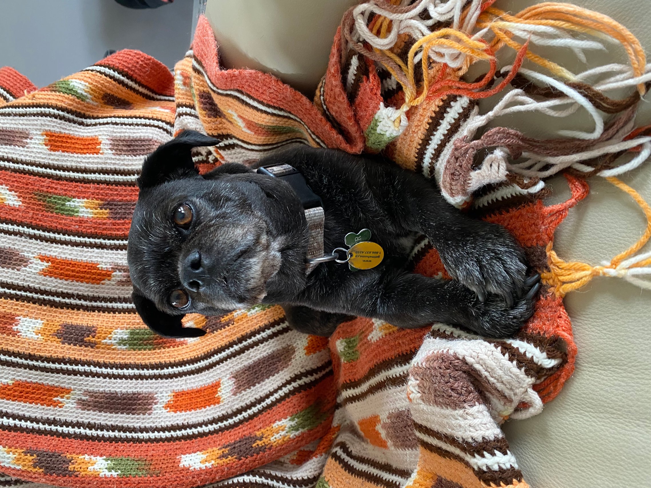 Pet photo