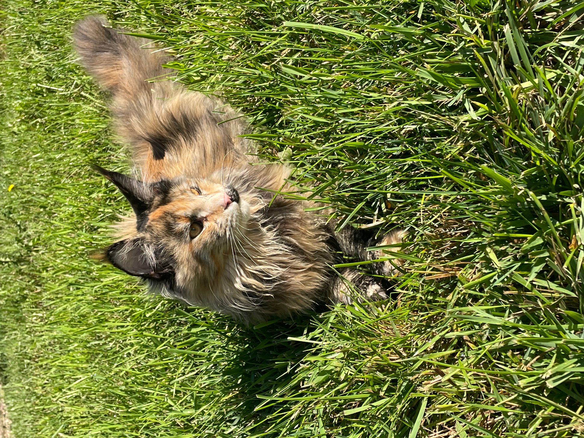 Pet photo