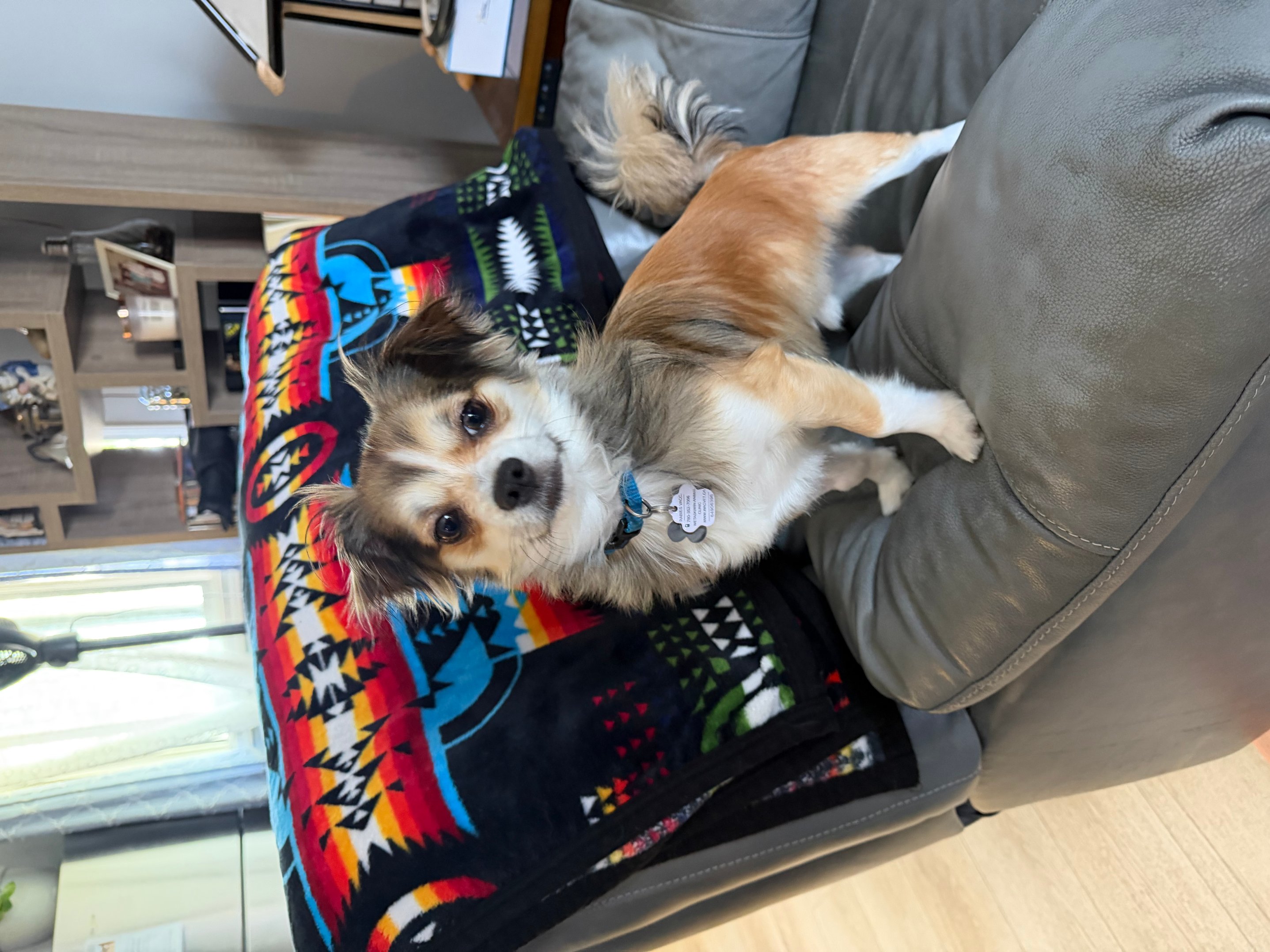 Pet photo