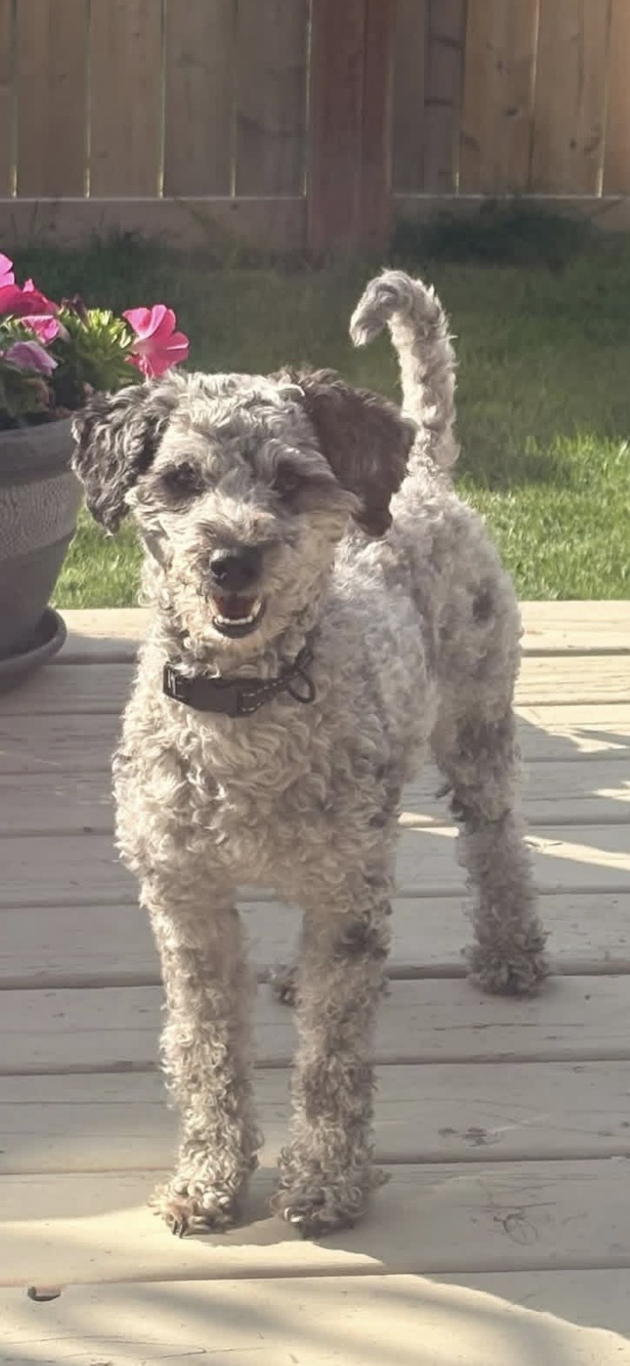 Pet photo