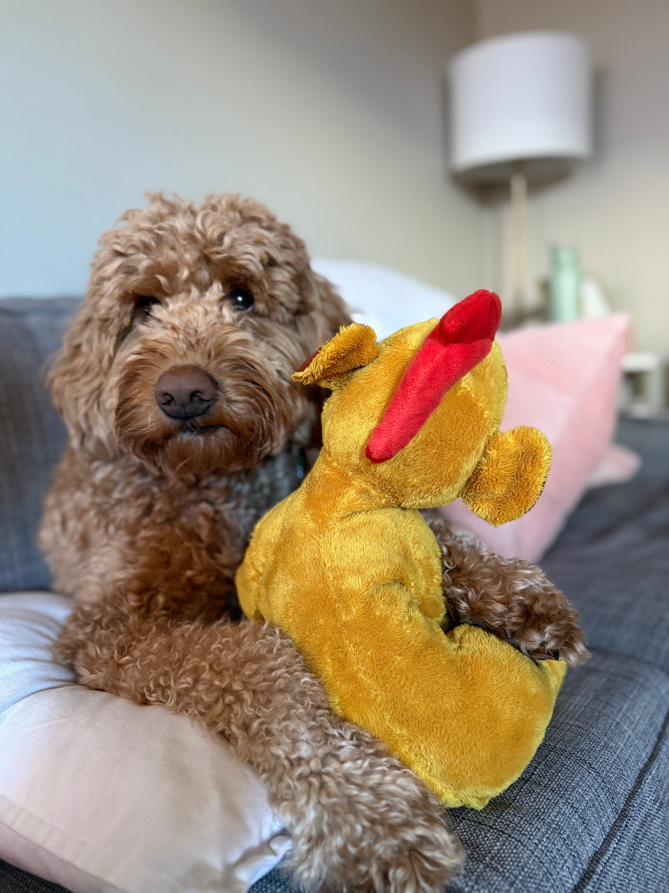 Pet photo